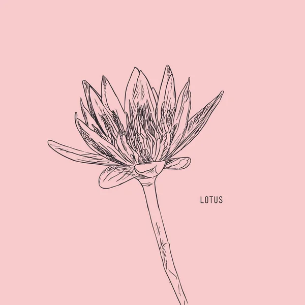 Vektorové Sada ručně kreslenou lotosového květu. — Stockový vektor