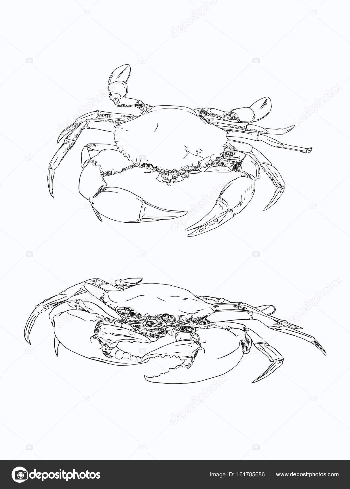 Granchio Dellannata Di Vettore Di Disegno Illo Di Pesce