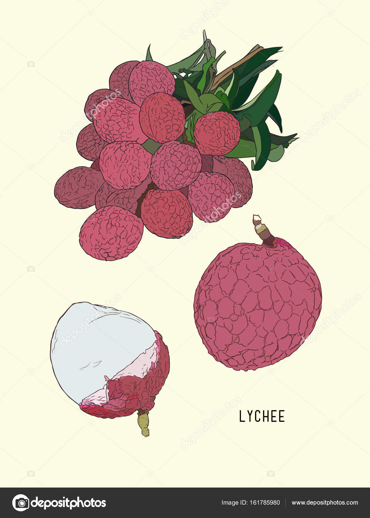 Premium Vector | Hand drawn litchi sketch isolated on white background