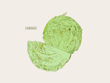 lahana, elle çizilmiş kroki hat sanat vektör kümesi.