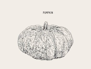 Balkabağı. Karikatür tarzı çizilmiş resim vektör boya ver. Hisse senedi