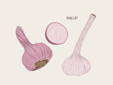 Vektör taze bütün ve dilimlenmiş kırmızı soğan ampuller, el çizmek sketc v