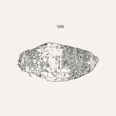 elle çizilmiş kroki taro, vektör.
