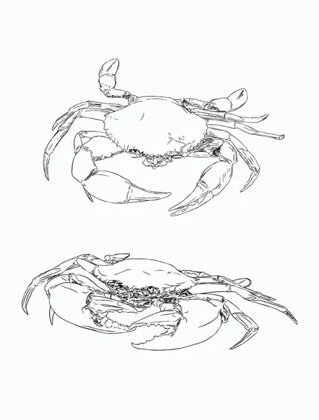 Dessin vectoriel crabe vintage. Illus monochrome de fruits de mer dessiné à la main — Image vectorielle