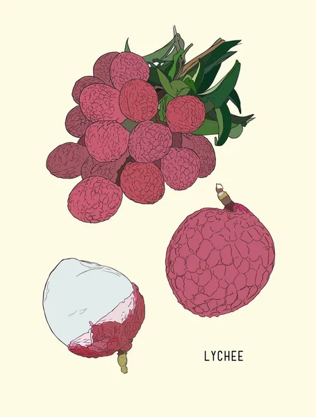 Lychee. Elemento de fruta tropical fresca. vector de boceto . — Archivo Imágenes Vectoriales