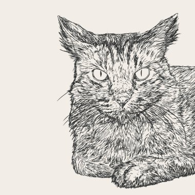 oturma kedi, el çizmek sketch vektör.