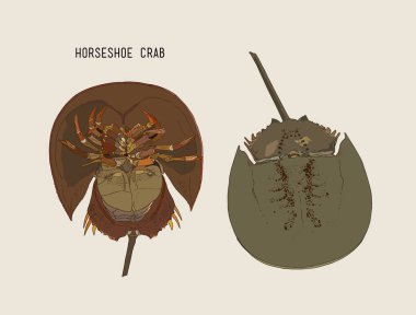 Horseshoe-crab hand draw sketch vector. clipart