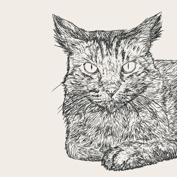 oturma kedi, el çizmek sketch vektör.