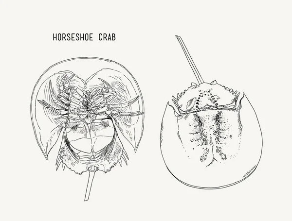 Horseshoe-caranguejo mão desenhar esboço vetor . —  Vetores de Stock