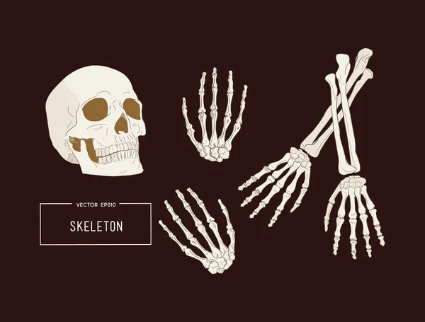 Human skeleton, sketch vector. — Stock Vector