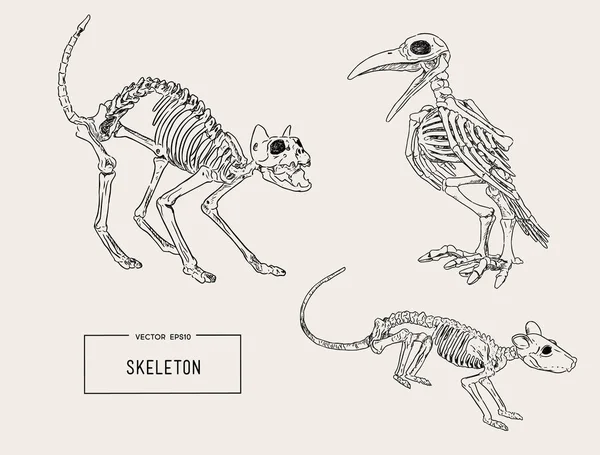 Rat Skeleton Fridge Magnet Anatomy Refrigerator Vinyl Magnet  Etsy   Skeleton drawings Skeleton tattoos Animal skeletons
