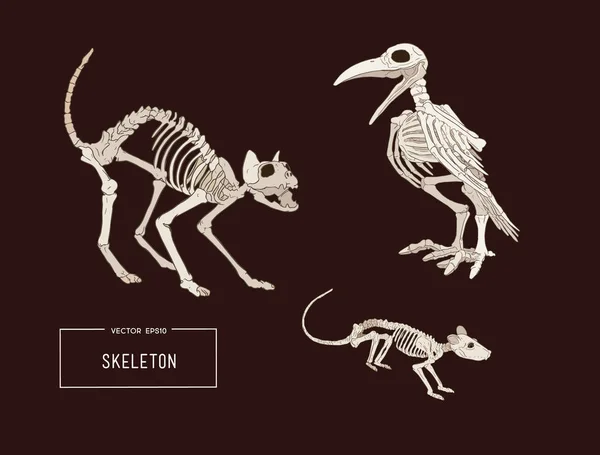 Απόκριες διακοπών διάνυσμα ζώων σκελετού. — Διανυσματικό Αρχείο