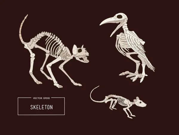Halloween holiday vector of animal skeleton.