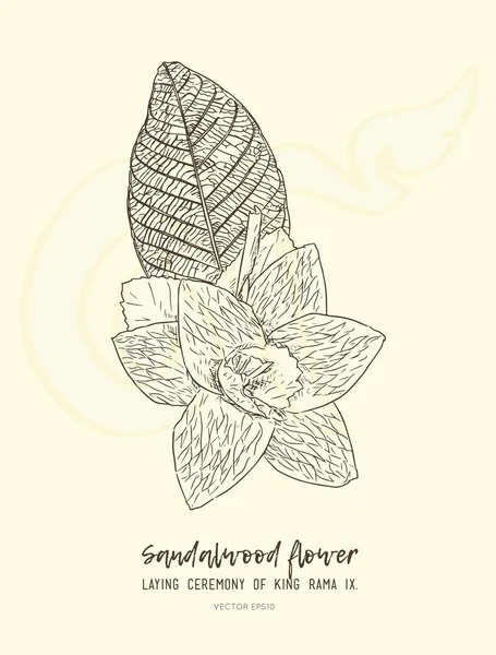 Thai Artificial Funeral Daffodil Flower or Dok mai chan , hand d — Stock Vector