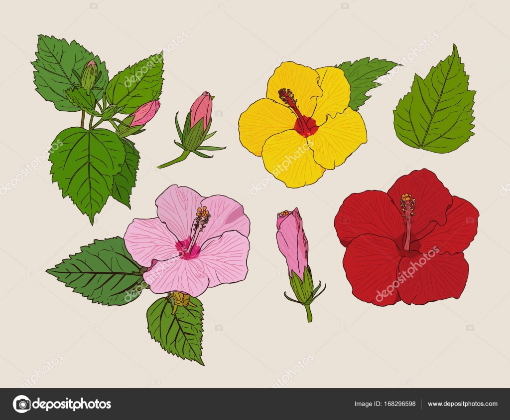 Set of Chinese Hibiscus hand draw sketch vector. — Stock