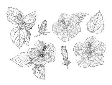 Çin Hibiscus el çizmek sketch vektör kümesi.