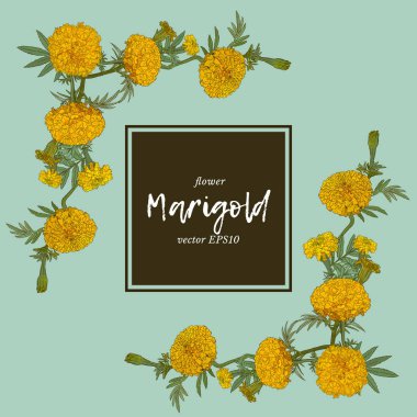 sketch vektör turuncu marigolds el çizmek.