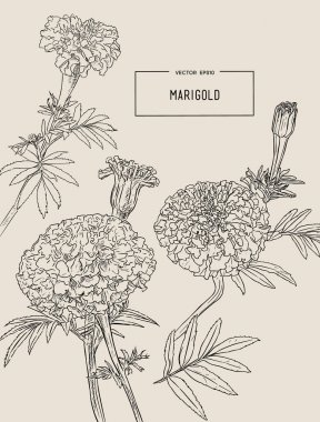 sketch vektör turuncu marigolds el çizmek.