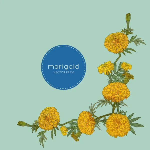 sketch vektör turuncu marigolds el çizmek.