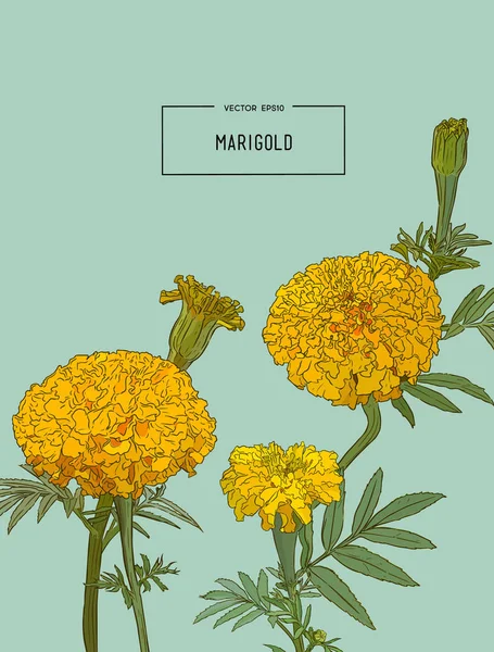 Πορτοκαλί marigolds, χέρι επιστήσω σκίτσο διάνυσμα. — Διανυσματικό Αρχείο