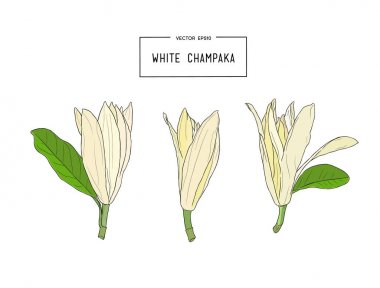 Beyaz Champaka vektör
