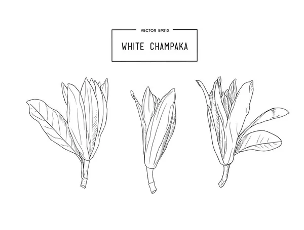 Bílá Champaka vektor — Stockový vektor