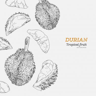 durian, sketch vektör kümesi.