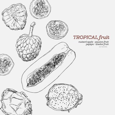 Tropikal meyve el çizmek vektör set.