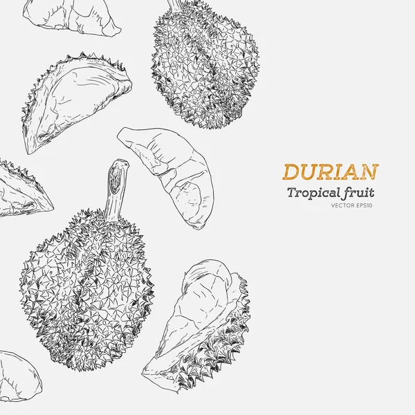 A durian, rajzolt vektoros. — Stock Vector