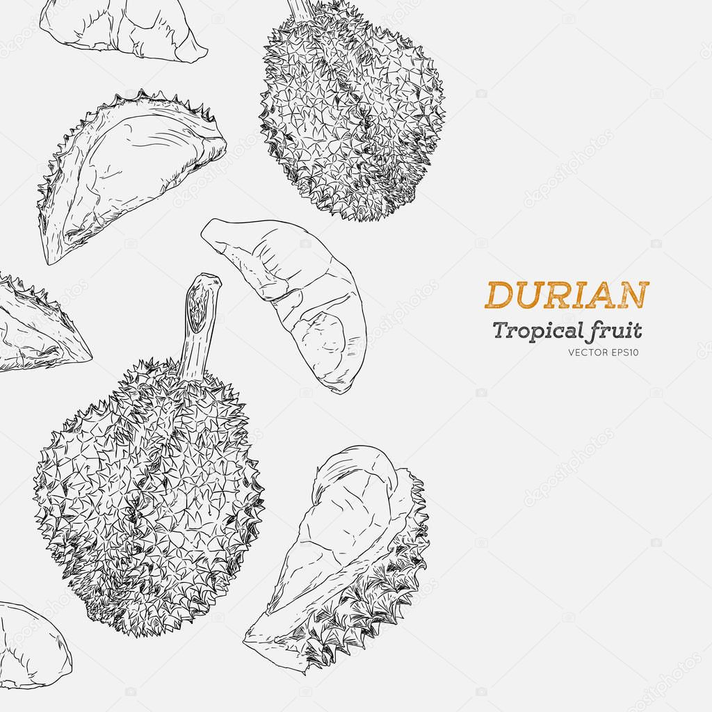 set of durian , sketch vector.