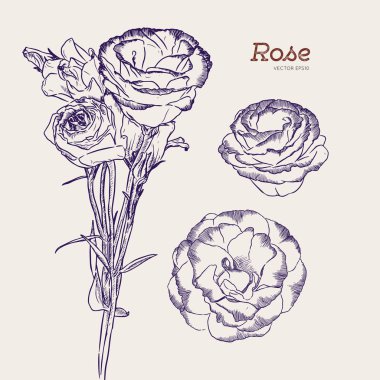 Mor ve beyaz gül çiçek kümesi. Vektör çizim.