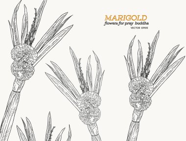 marrigold çiçek kroki vektör kümesi.