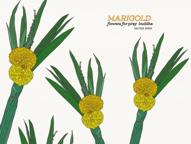 marrigold çiçek kroki vektör kümesi.