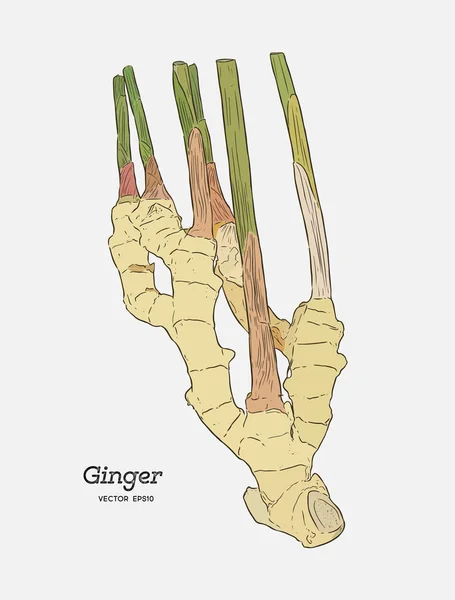 Ginger, χέρι σχέδιο διάνυσμα. — Διανυσματικό Αρχείο