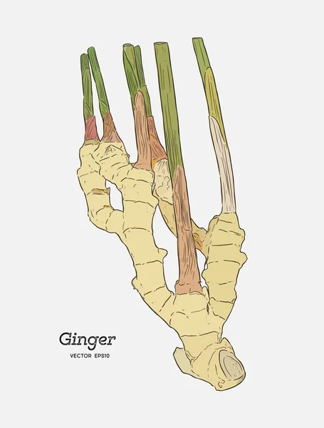 Ingwer, Skizzenvektor für Handzeichnung. — Stockvektor