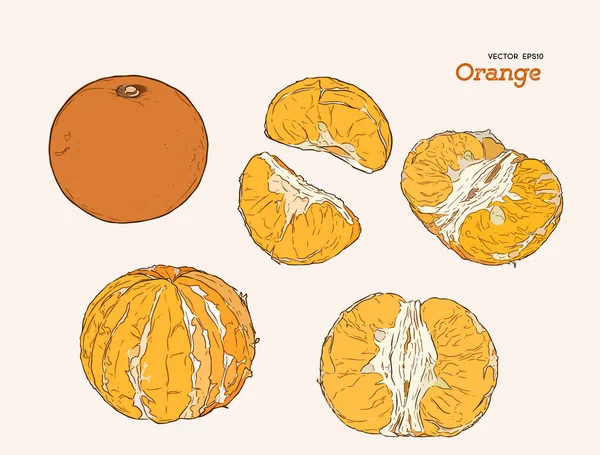Conjunto de laranja, desenho à mão vetor esboço . — Vetor de Stock