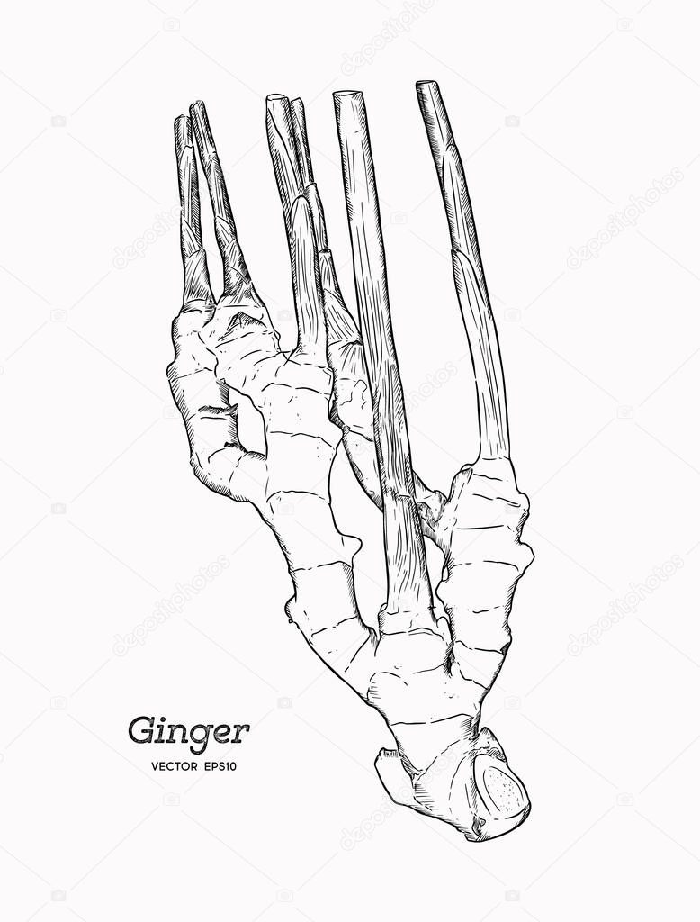 ginger, hand draw sketch vector.