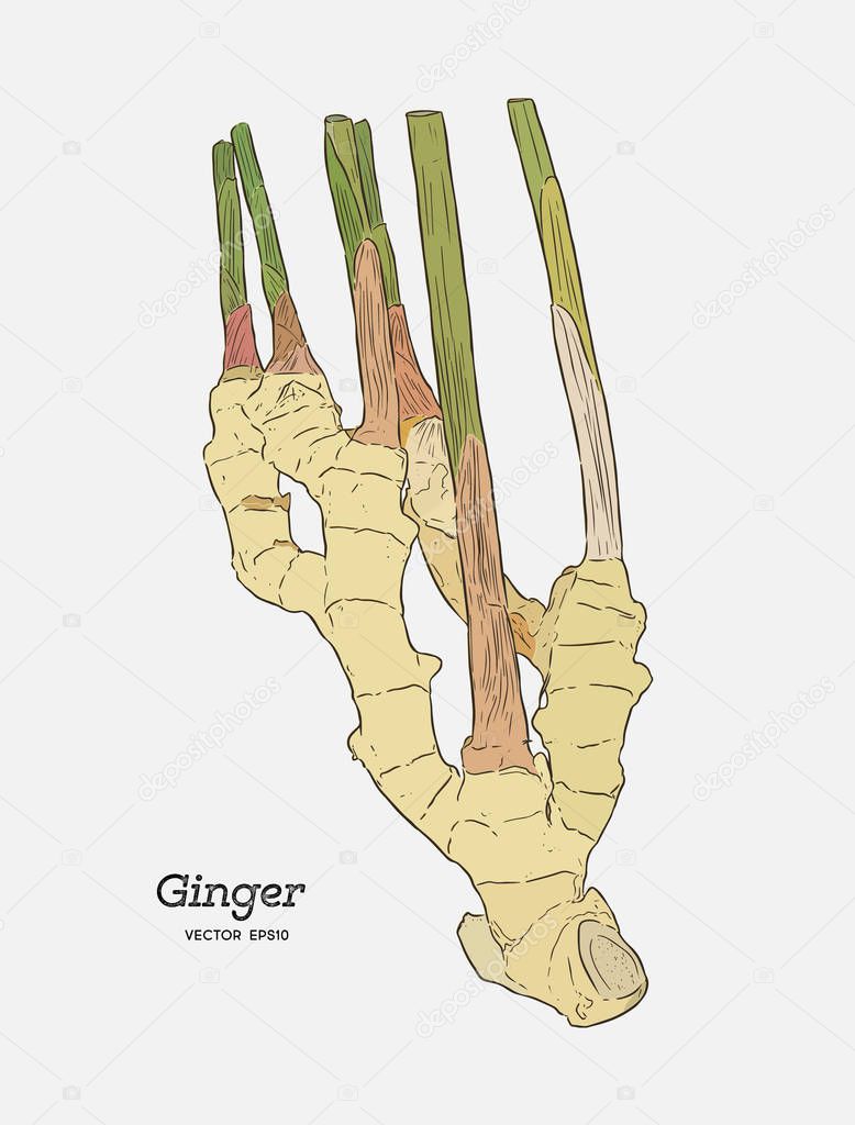 ginger, hand draw sketch vector.