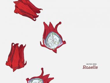 El çizimi Roselle çiçek çekilmiş.
