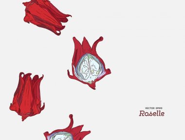 El çizimi Roselle çiçek çekilmiş.