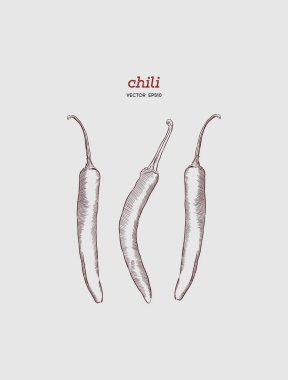 Vektör çizim Chili biber el çekilmiş. 