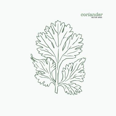 Kişniş vektör elle çizilmiş illüstrasyon set.