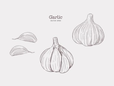 Sarımsak elle çizilmiş vektör çizim set.