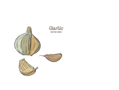 Sarımsak elle çizilmiş vektör çizim set.