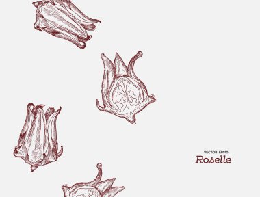 El çizimi Roselle çiçek çekilmiş.