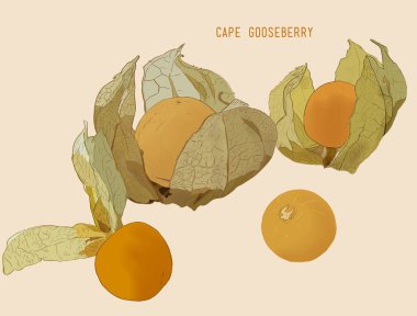 Cape kaz berry vektör