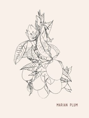 tatlı Marian Erik Tay meyve vektör.