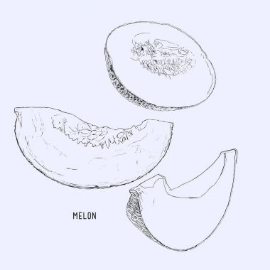 Kavun karpuz, meyve illüstrasyon vektör