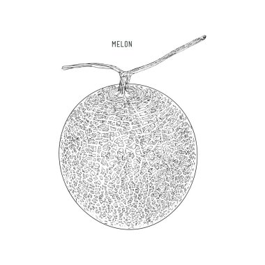 Kavun karpuz, meyve illüstrasyon vektör