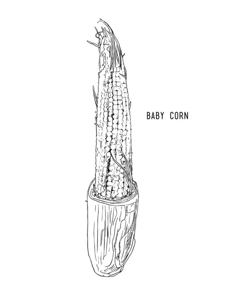 Baby kukuřice. ručně kreslenou, skica linie umění vektoru. — Stockový vektor
